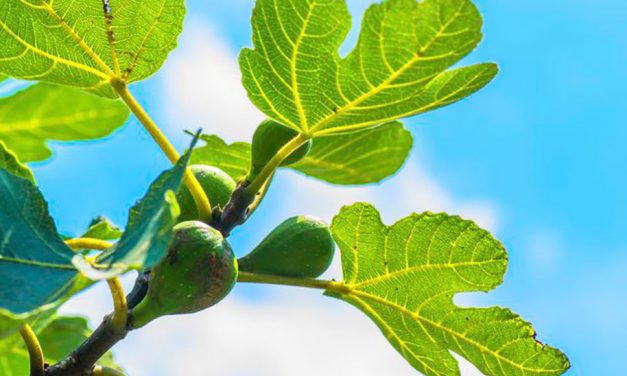 Yodel partners with Figleaves