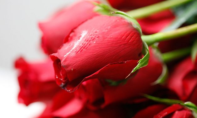 UPS set to delivery 88m flowers this Valentine’s Day